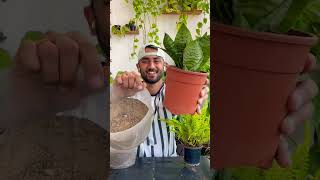 Tips for indoor plant #gardeningwithnanav #plants #plantcare #plantcareguide #shortsvideo