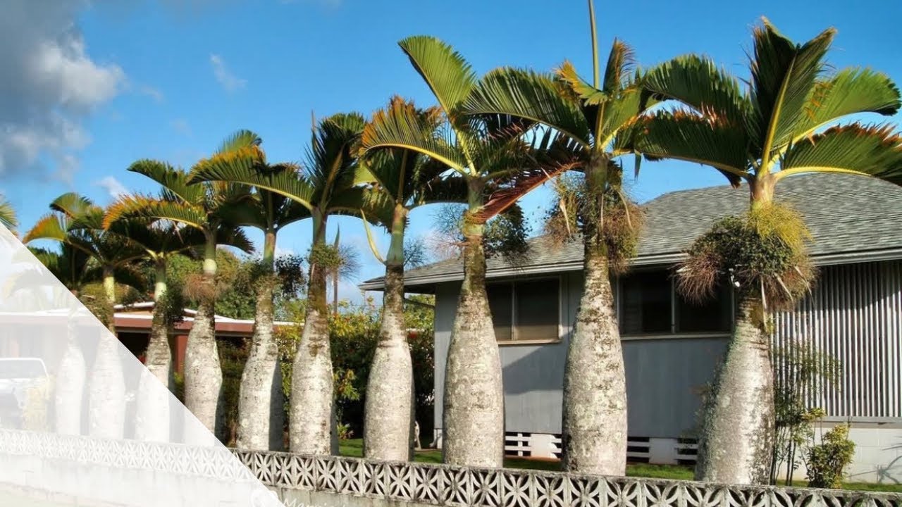 E0037 bottle palm (hyophorbe lagenicaulis)البوتل بالم