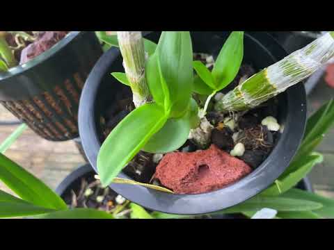 MyLittleJungle Update!!!..... First Part || August 08, 2024