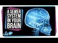 Understanding the Glymphatic System