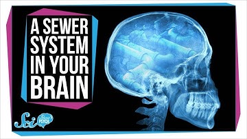 Surprise! Your Brain Has a Secret Sewer System