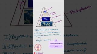 1 Soru 1 Cevap Çözümü