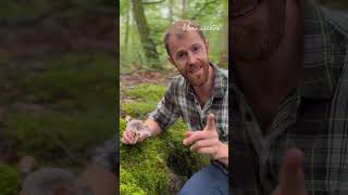 Russule Charbonnière