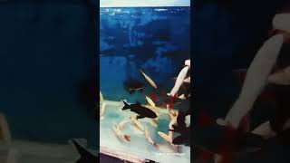 Aquarium Fish shorts fishing fishingvideo fish