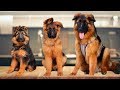 WATCH MY PUPPY GROW | GERMAN SHEPHERD (1 Day Old - 1 Year)