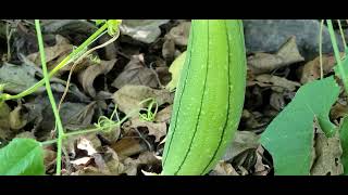 Caliche Salvadoreño