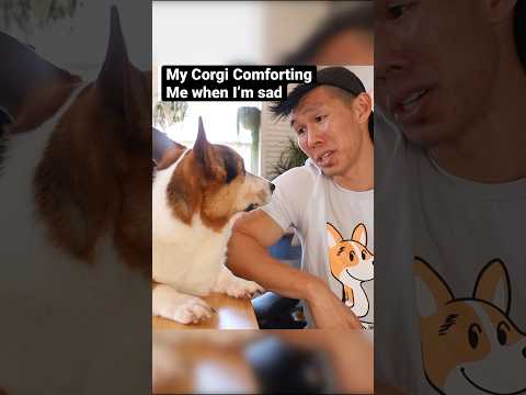 Video: Táto choroba ovplyvňuje 80% Corgis. Je vaše šteňa ticho trpí?
