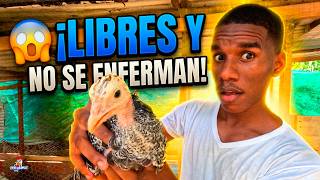 MIS PAVITOS después de 2 MESES 😱 Esto hago para que NO se enfermen 🦃