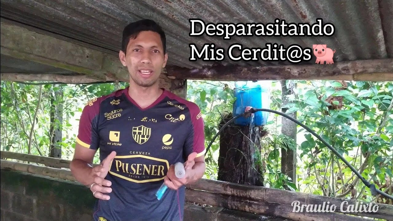 Como Desparasitar Mis CERDITOS con Ivermectina Manejo y sujeción 🐖 Técnica Manual