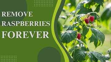 How To Remove Raspberries Forever