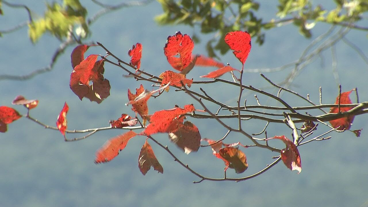 Fall in Georgia: Where are the best state parks to see the leaves ...