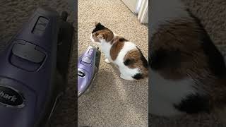Kalicat goes squeak
