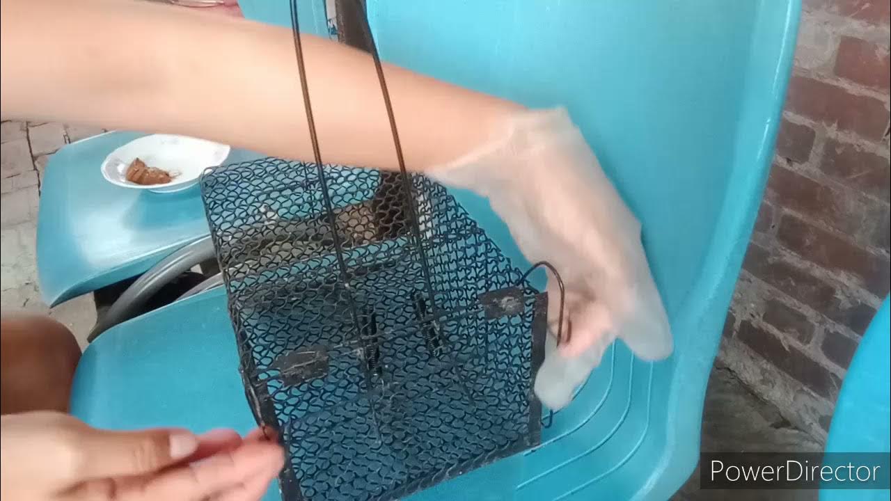 How to Set Up Mouse Trap Cage YouTube