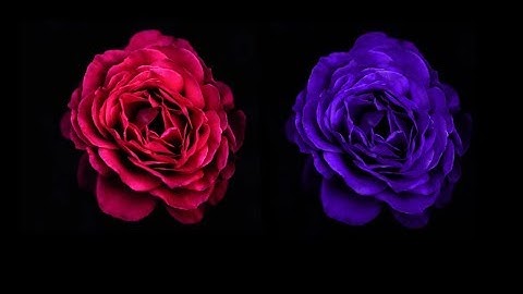 Replacing Colour And Light Pixlr Video Tutorial