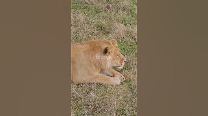 TOP 10 FASTEST ANIMALS (MIND BLOWING 🤣🔥)