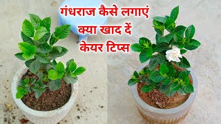 गंधराज का पौधा फूलों कलियों से लद जाएगा / Gardenia Plant How to Grow and Care Tips Fertilizer