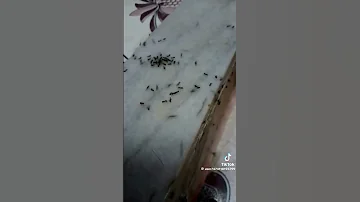 اسرع طريقة تخرج بها النمل من بيتك 