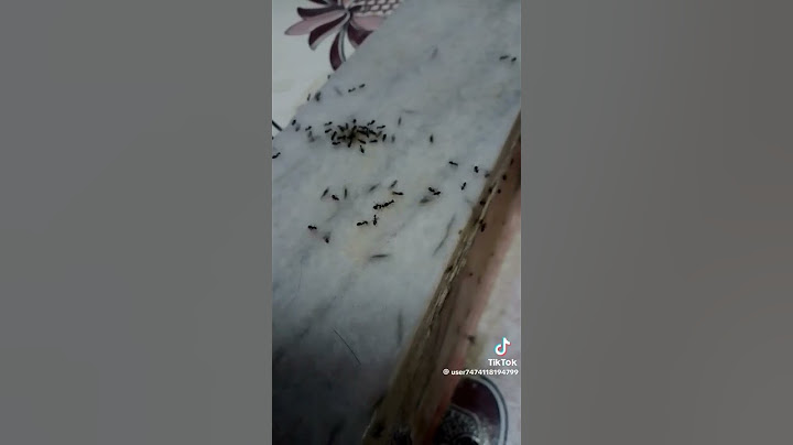 اسرع طريقة تخرج بها النمل من بيتك