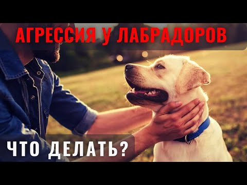 Video: Лабрадор - итпи же ташпы?