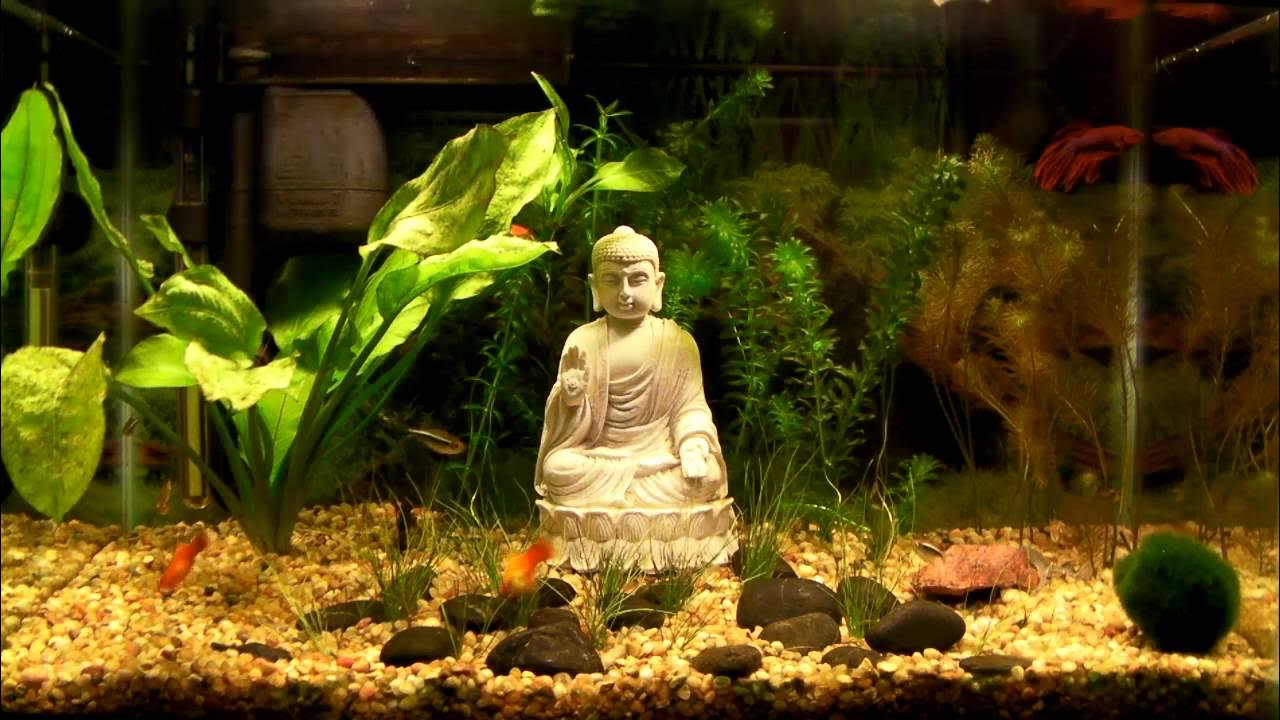 человек в аквариуме. женщина в аквариуме. очищение аквариума. девушка в океанариуме. русалка в аквариуме.