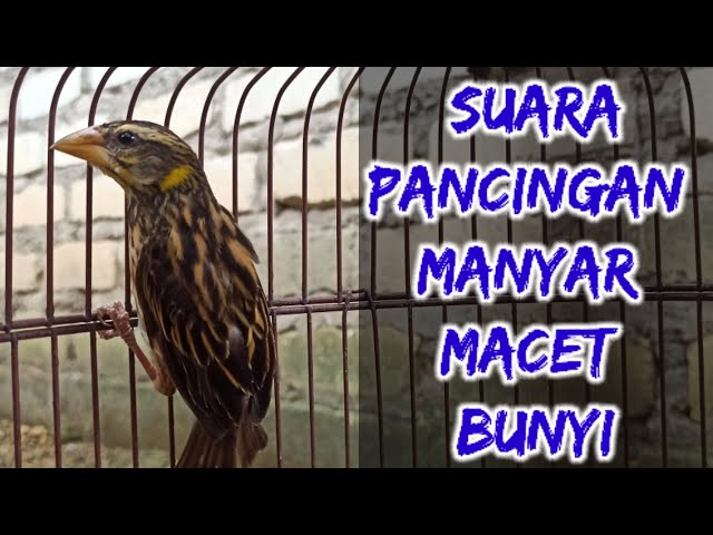 burung manyar memanggil lawan/kawan cocok untuk pancingan manyar macet bunyi #manyar #manyargacor class=