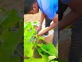 bottle gourd🥒 #song #music #tamilsong #trending