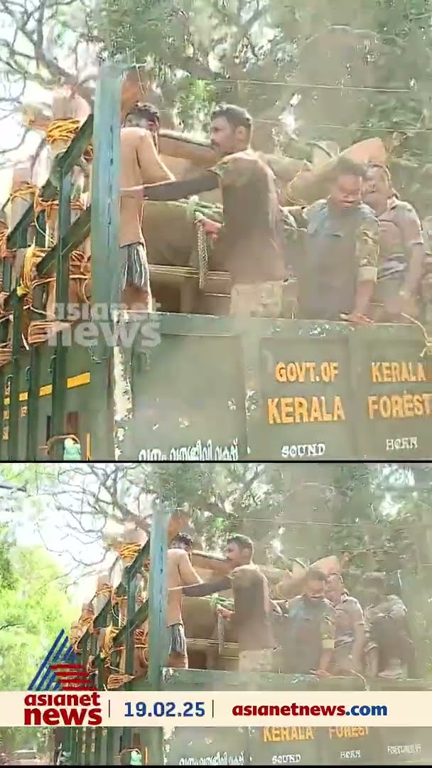 മസ്തകത്തിന് പരിക്കേറ്റ കാട്ടാനയെ കോടനാട് എത്തിച്ചു