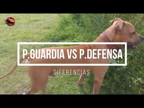 Video: Bullmastiff: un gran perro guardián que protege pero no ladra mucho