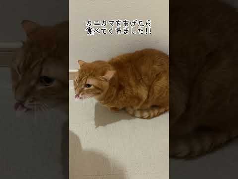 元野良猫に新年の挨拶をしたらブチ切れられたw  #Shorts