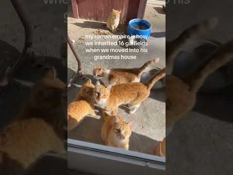 Just Kittyo Like Oh My Goodness We Own You Now 