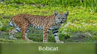 Bobcat Lynx Rufus