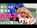 【飼い主必見】わが子のように育てた犬の特徴