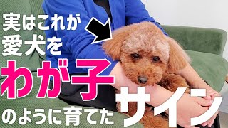 【飼い主必見】わが子のように育てた犬の特徴