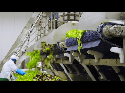 Case Study: Benefit Gains of Implementing VDG Hygienic Drum Motors