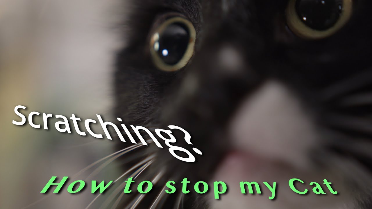 Scratching? How to stop my Cat from scratching. YouTube