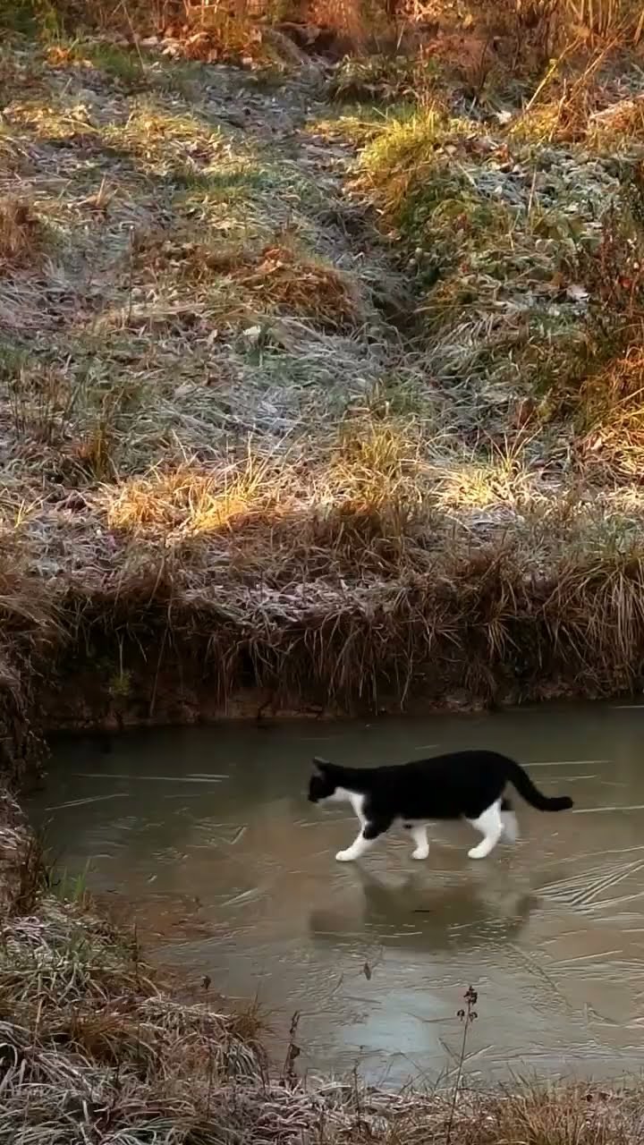 C magnifique vidéo chat