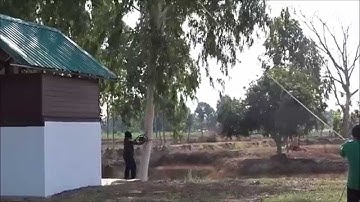 Cut down eucalyptus trees