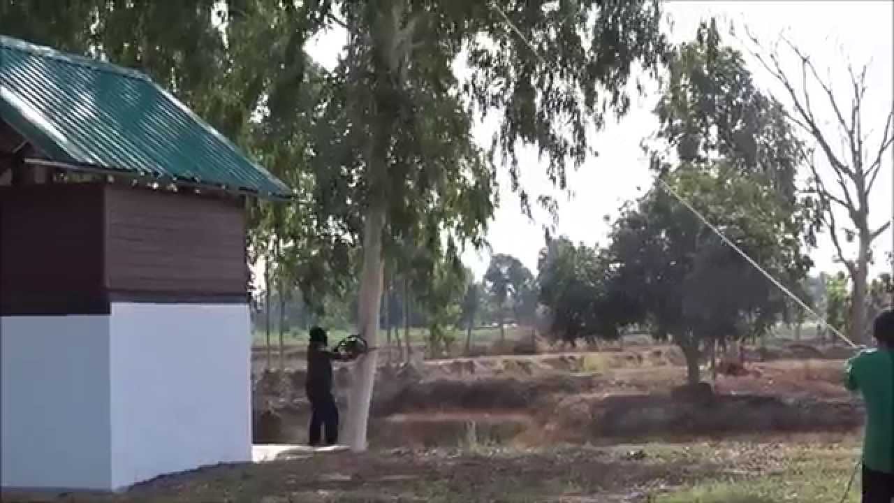 Cut down eucalyptus trees YouTube