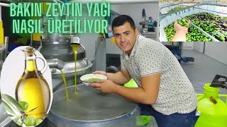 ZEYTİN YAĞI NASIL ÜRETİLİR! ZEYTİN YAĞININ KALİTESİNİ NASIL ANLARIZ! DİZEM YAĞ ASİT YAĞ NE DEMEK?