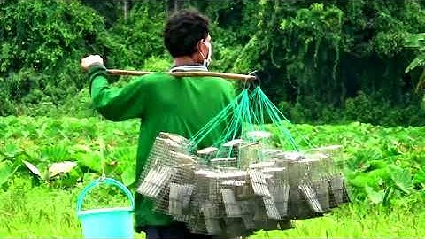 Người đàn ông làm nghề đặt lợp êch đồng trên ruộng lúa Tà Pạ - Núi Tô, Tri Tôn, An Giang 21/07/2022