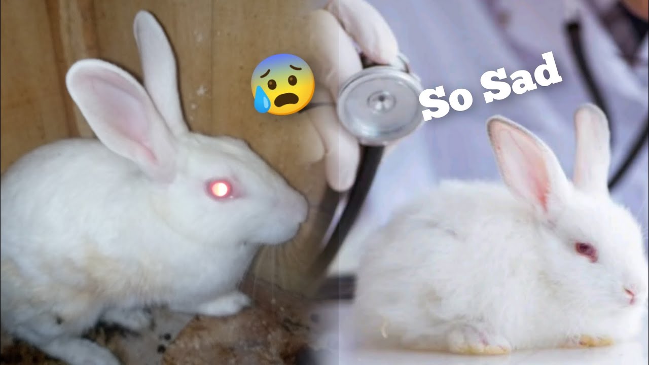 Khrb Achnk se Rabbit ki tbyit khrb😰 - YouTube