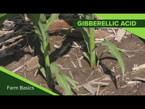 ვიდეო: როგორ იყენებენ ფერმერები გიბერელინებს?