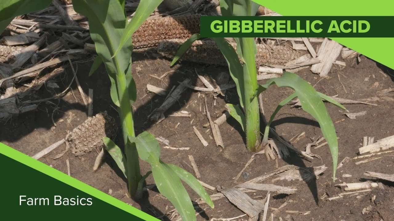 Farm Basics 1118 Gibberellic Acid Air Date 9 8 19 Youtube