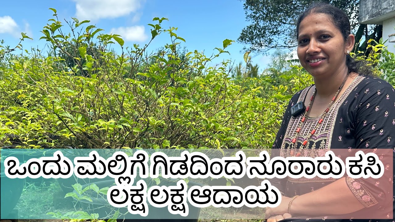 ಮಲ್ಲಿಗೆ ಗಿಡವನ್ನು ಕಸಿ ಮಾಡುವುದು ಹೇಗೆ??? #mallige #ಮಲ್ಲಿಗೆ #ಕೃಷಿ 