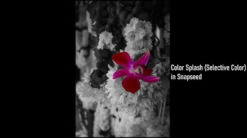 Color Splash (Selective Color) tutorial in Snapseed