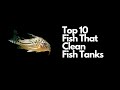 Top 10 fish that clean tanks 