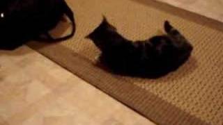 My cats first experience with catnip by TheCatsPyjaaaamas 602,054 views 16 years ago 1 minute, 34 seconds