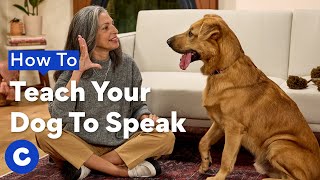 How To Teach Your Dog To “Speak”| Chewtorials by Chewy 2,395 views 4 months ago 2 minutes, 40 seconds