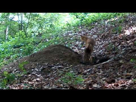 Fox & Friends