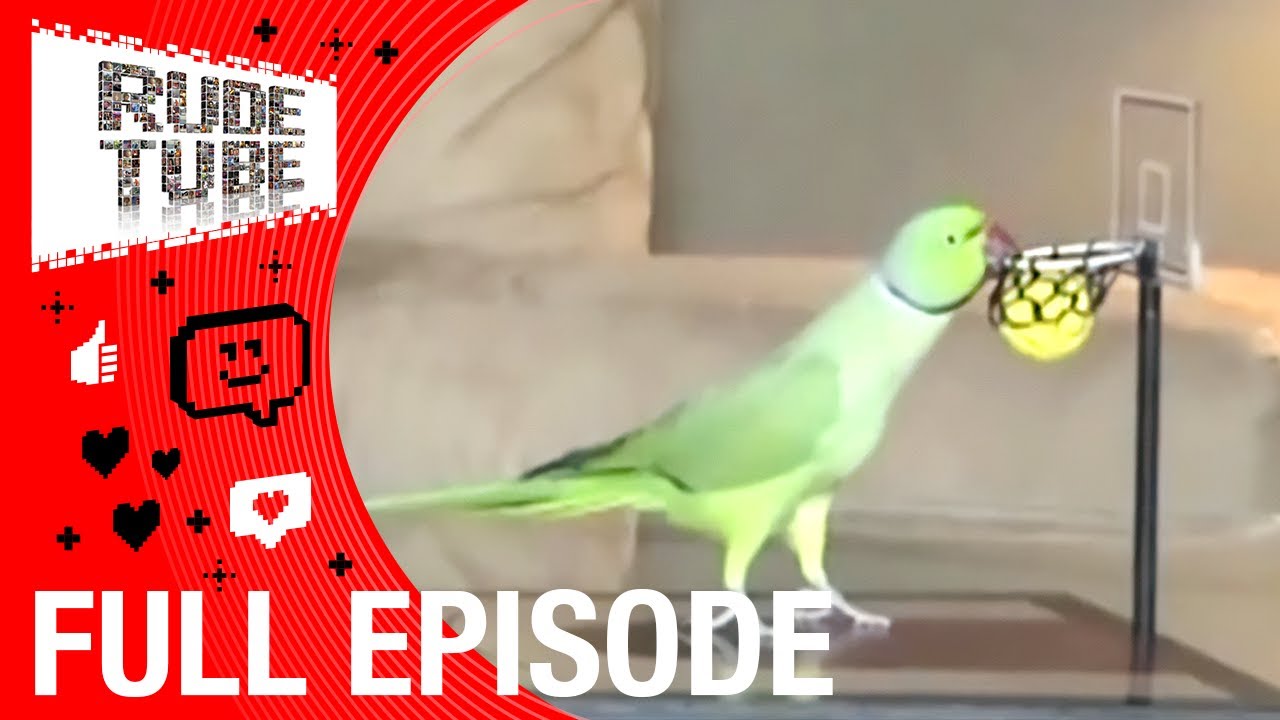 The Craziest Animal Moments Ever | Top 20 Viral Countdown | FULL EPISODE | Rude Tube